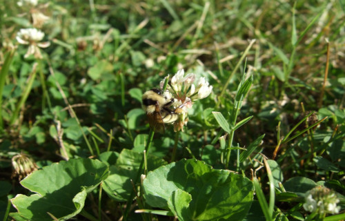 Golden Northern Bumblebee, Bombus fervidus