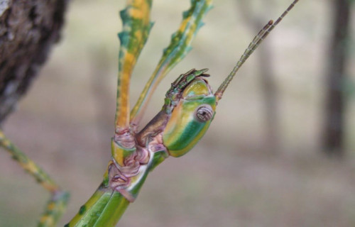 Goliath Stick Insect, Eurycnema goliath