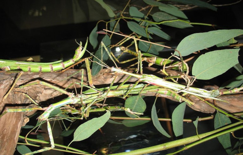 Goliath Stick Insect, Eurycnema goliath