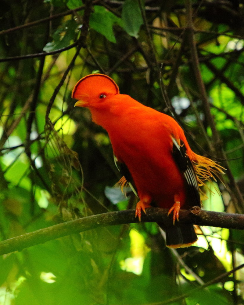 Guinan cock-of-the-rock, Rupicola rupicola