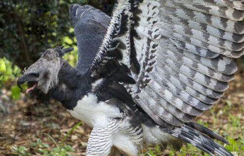 Harpy Eagle, Harpia harpyja