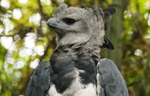 Harpy Eagle, Harpia harpyja