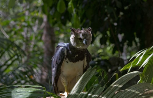 4 Amazing Brazilian Birds