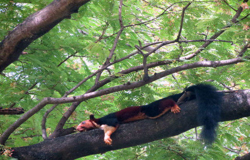 Indian Giant Squirrel, Ratufa indica