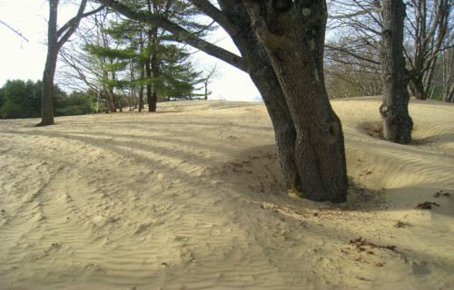 Maine Desert