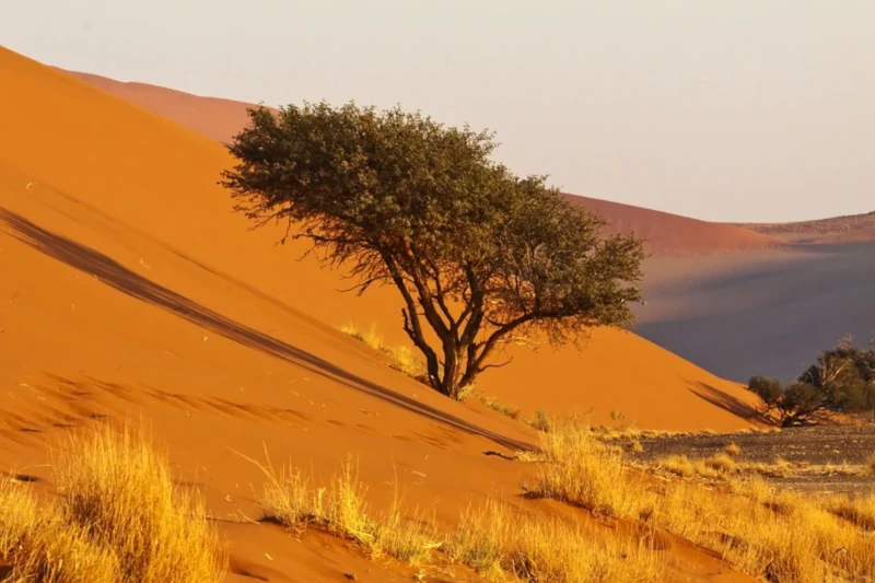 Namib Desert