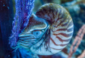 Palau Nautilus, Nautilus belauensis