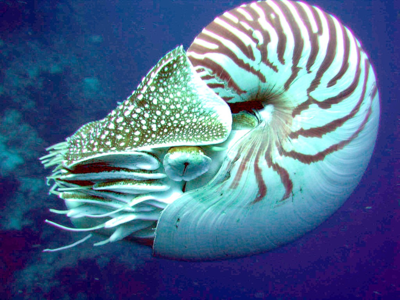 Palau Nautilus, Nautilus belauensis