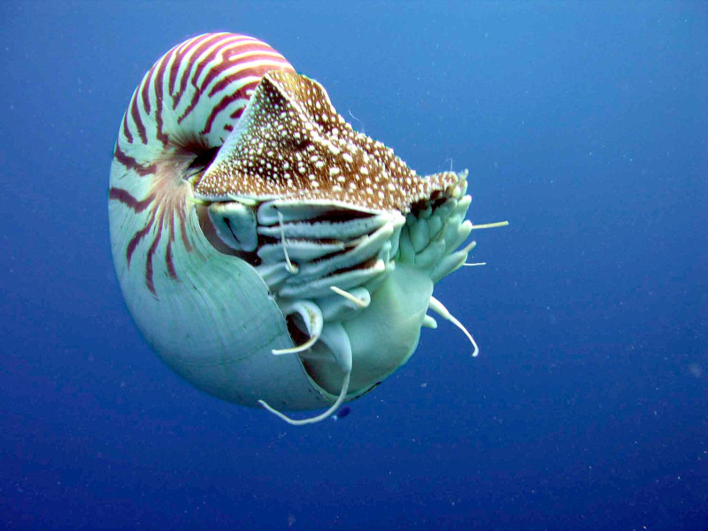 Palau Nautilus, Nautilus belauensis