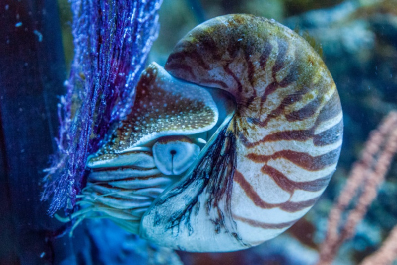 Palau Nautilus, Nautilus belauensis