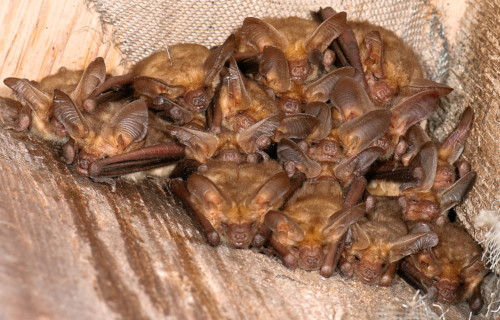 Pallid Bat, Antrozous pallidus