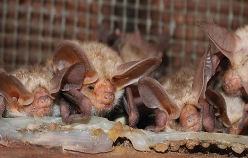 Pallid Bat, Antrozous pallidus