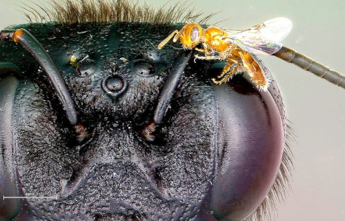 Earth's Many Magnificent Bees