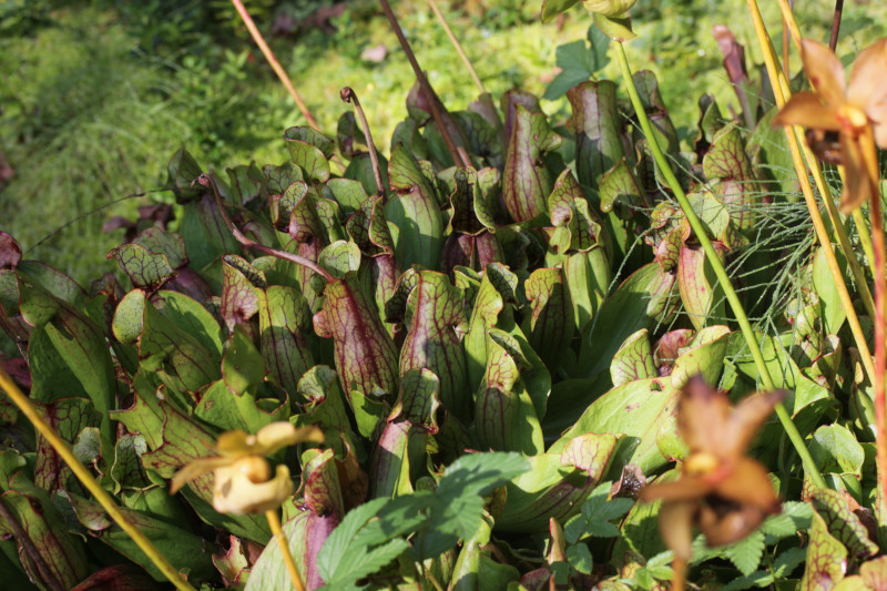 Purple Pitcher Plant, Sarracenia purpurea