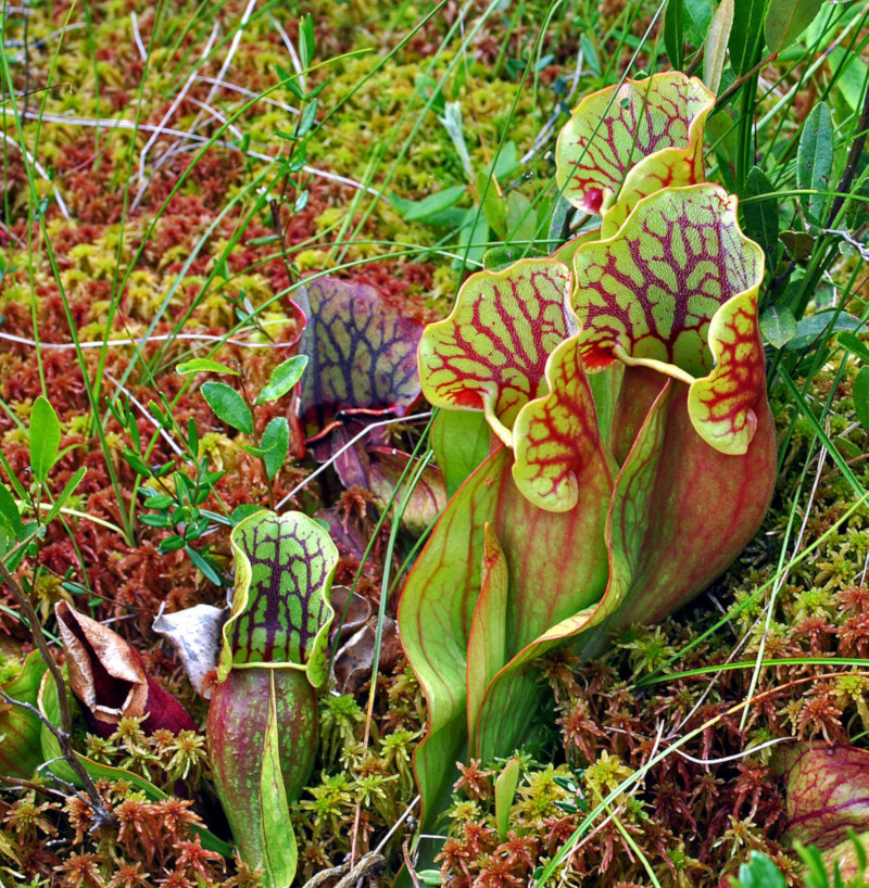 Purple Pitcher Plant, Sarracenia purpurea