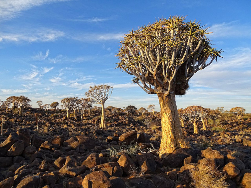 Quiver Tree, Aloidendron dichotomum