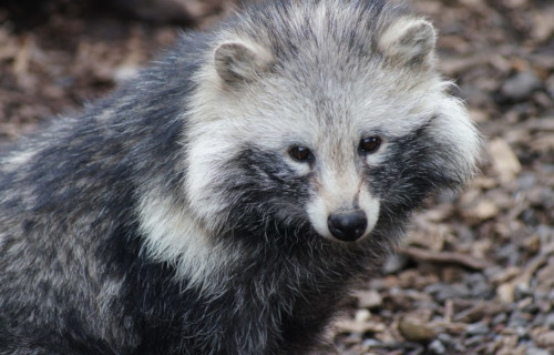 Raccoon Dog, Nyctereutes procyonoides