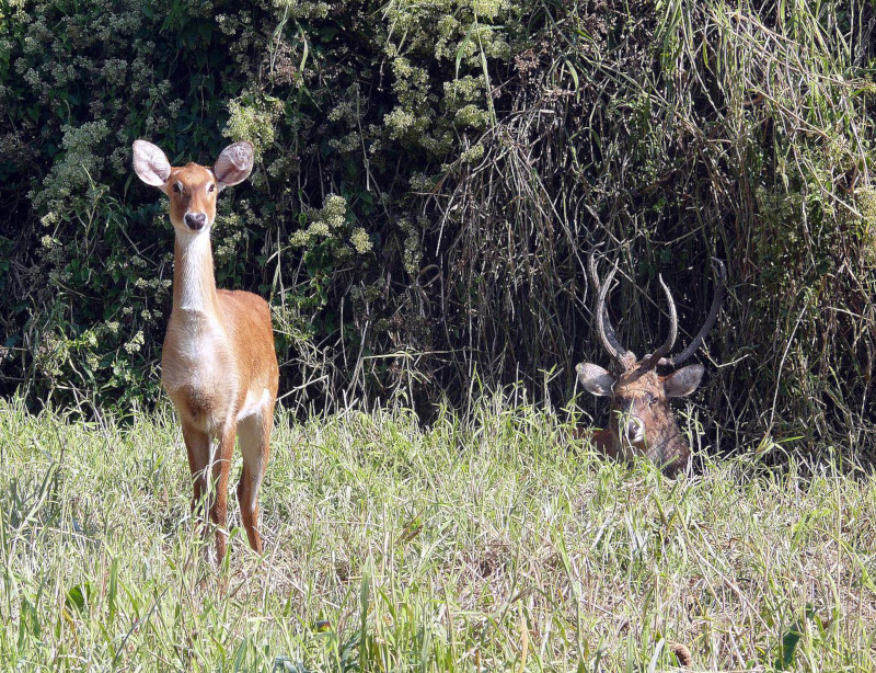 Sangai, Rucervus eldii eldii