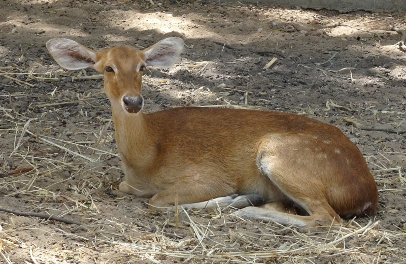 Sangai, Rucervus eldii eldii