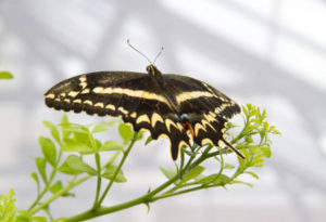 Schaus Swallowtail, Heraclides aristodemus ponceanus