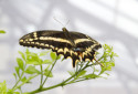 Schaus Swallowtail, Heraclides aristodemus ponceanus