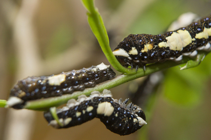 Schaus Swallowtail, Heraclides aristodemus ponceanus