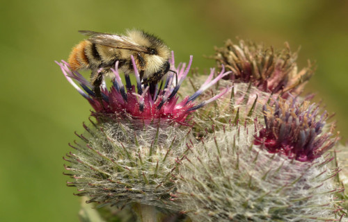 Shrill Carder Bee, Bombus sylvarum