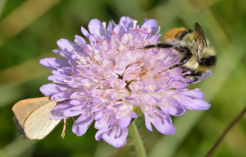 Shrill Carder Bee, Bombus sylvarum