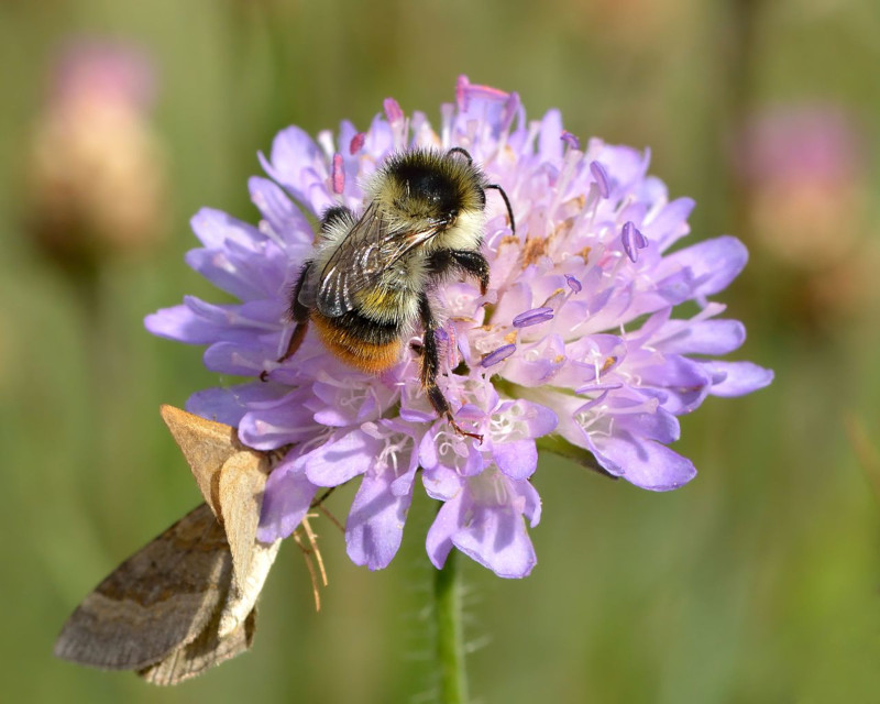 Shrill Carder Bee, Bombus sylvarum