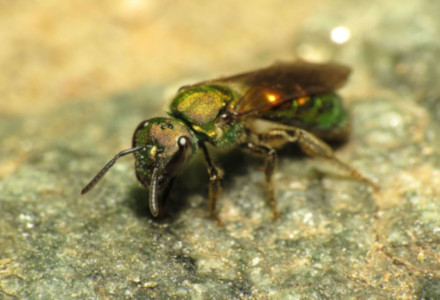 Sweat Bee l Remarkable Approach - Our Breathing Planet