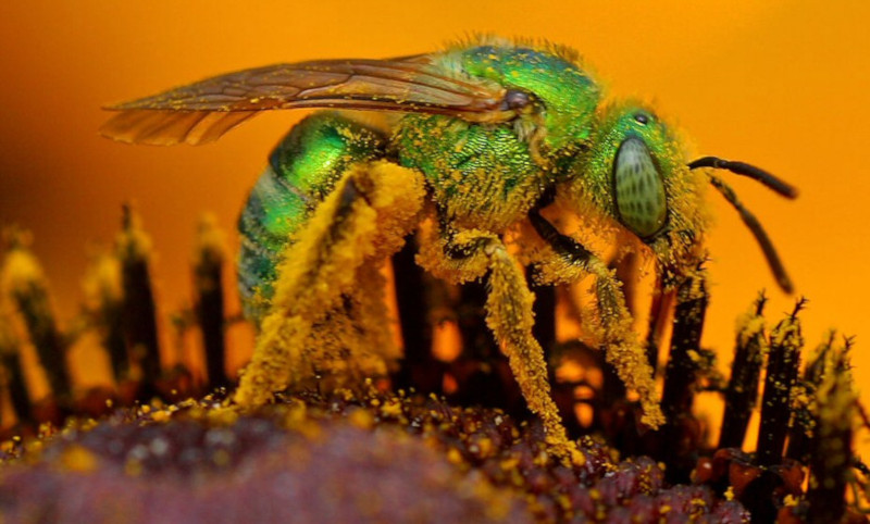 Sweat Bee, Halictidae