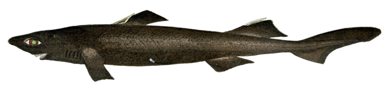 Velvet Belly Lanternshark, Etmopterus spinax