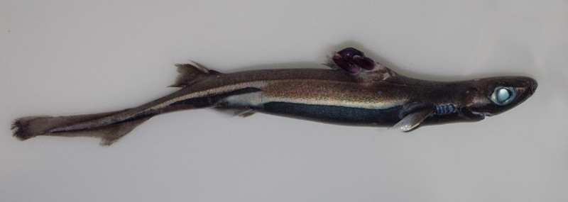 Velvet Belly Lanternshark, Etmopterus spinax