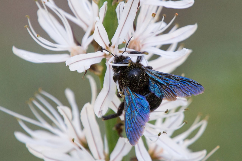 Violet Carpenter Bee, Xylocopa violacea