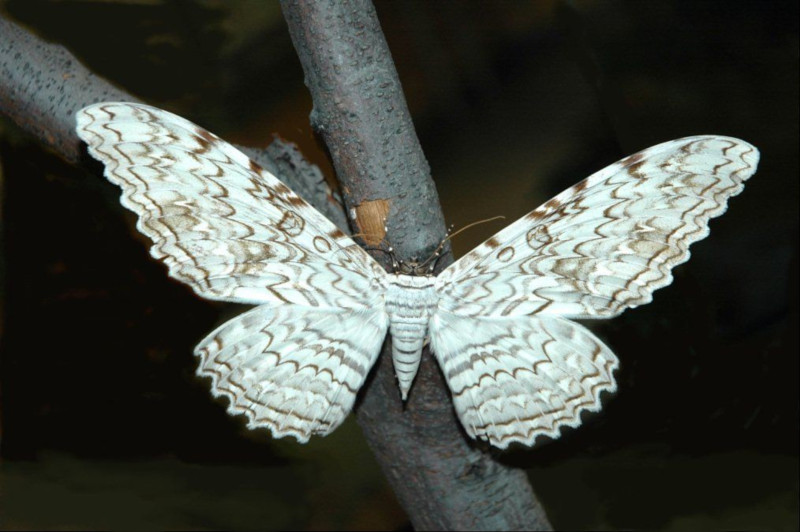 White Witch Moth, Thysania agrippina