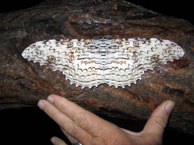 White Witch Moth, Thysania agrippina