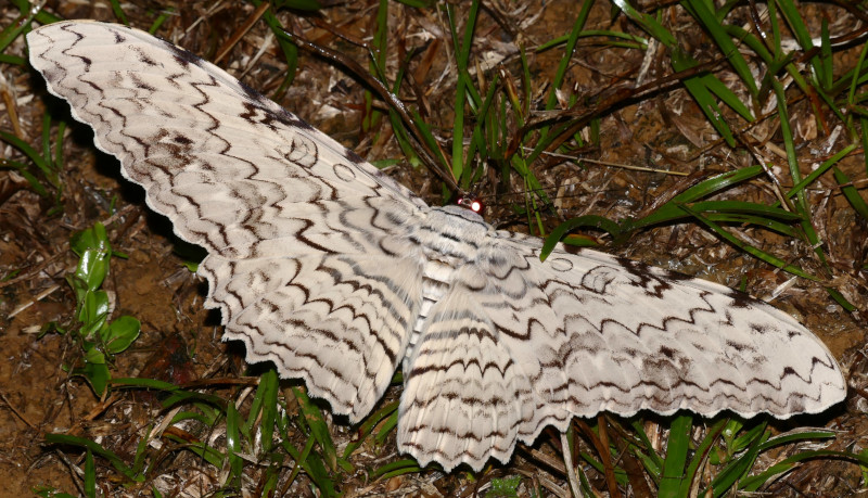 White Witch Moth, Thysania agrippina