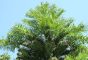 Wollemi Pine, Wollemia nobilis