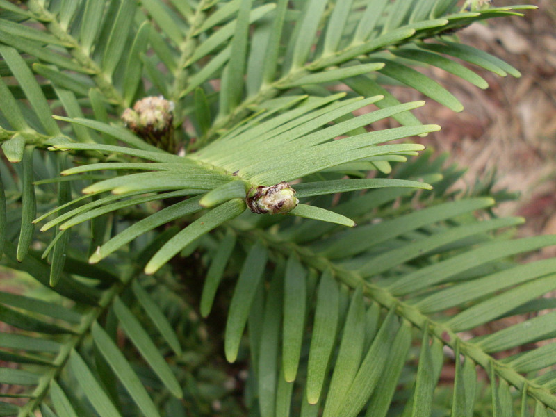 Wollemi Pine, Wollemia nobilis