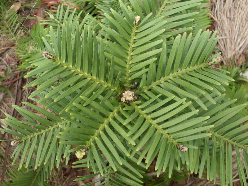 Wollemi Pine, Wollemia nobilis