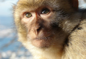 Barbary Macaque, Macaca sylvanus