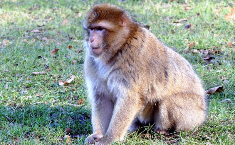 Barbary Macaque, Macaca sylvanus