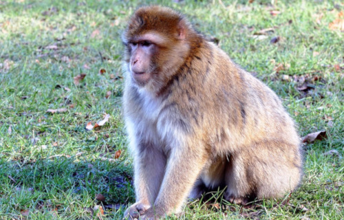 Barbary Macaque, Macaca sylvanus