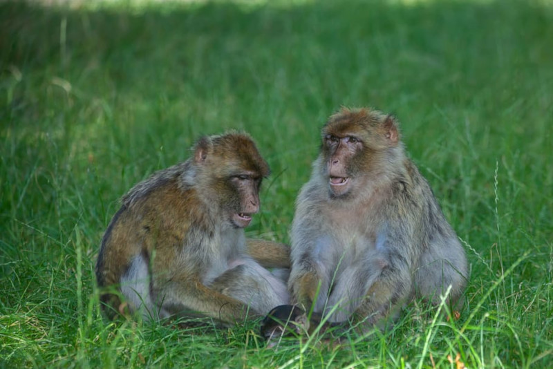 Barbary Macaque, Macaca sylvanus