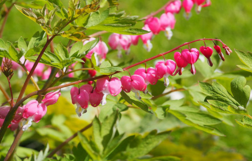 Bleeding Heart, Lamprocapnos spectabilis