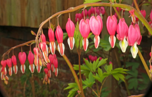 Bleeding Heart, Lamprocapnos spectabilis