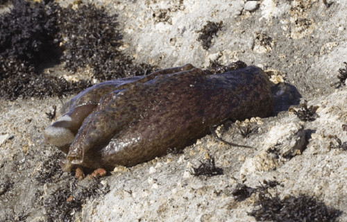 6 Startling Marine Slugs