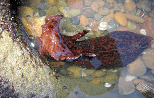 California Sea Hare, Aplysia californica