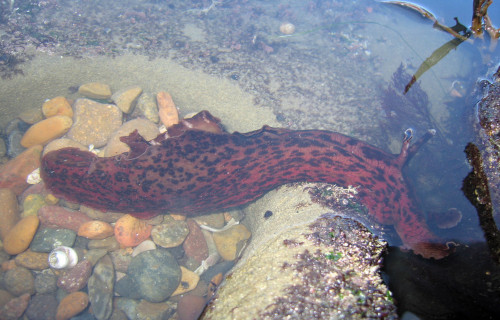 California Sea Hare, Aplysia californica