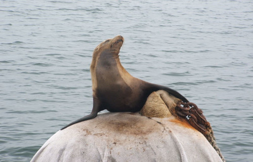 California Sea Lion, Zalophus californianus